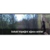 Sokak köpeğini astılar