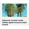Kuruyan ağacı 