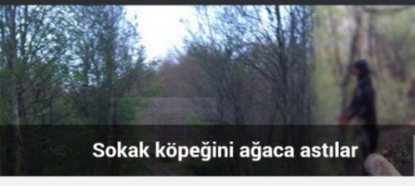 Sokak köpeğini astılar