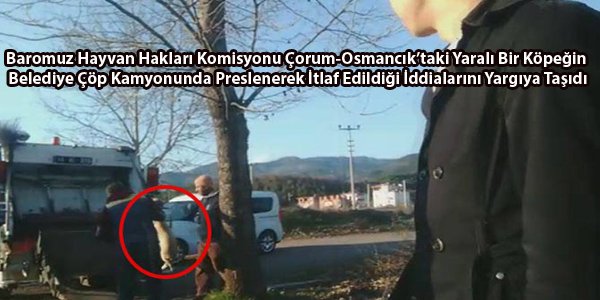 Yaralı Bir Köpeğin Belediye Çöp Kamyonunda Preslenerek İtlaf Edildiği